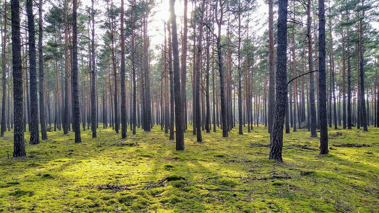 Discover the Fläming