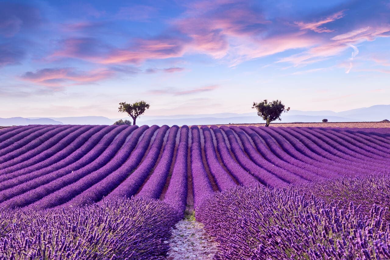 Through Europe's lavender fields and flower dreams in a convertible